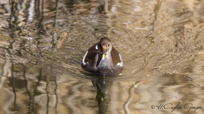 Common Moorhen - Gallinula chloropus - Sutavuğu
