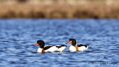 Common Shelduck - Tadorna tadorna - Suna