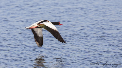 Common Shelduck - Tadorna tadorna - Suna
