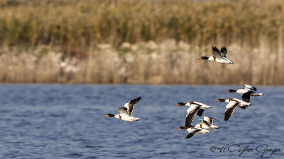 Common Shelduck - Tadorna tadorna - Suna
