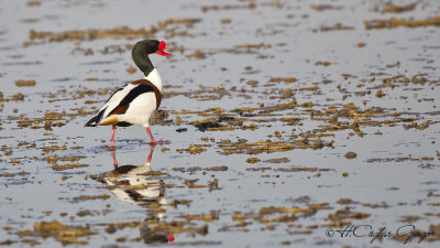 Common Shelduck - Tadorna tadorna - Suna