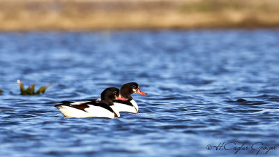 Common Shelduck - Tadorna tadorna - Suna