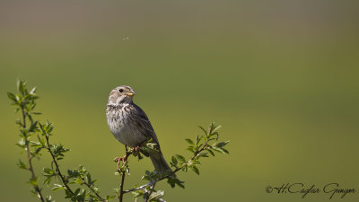 Corn Bunting - Miliaria calandra - Tarla çintesi