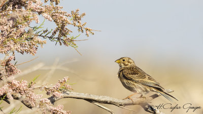 Corn Bunting - Miliaria calandra - Tarla çintesi