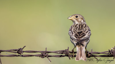 Corn Bunting - Miliaria calandra - Tarla çintesi