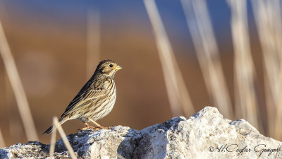 Corn Bunting - Miliaria calandra - Tarla çintesi