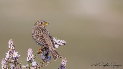 Corn Bunting - Miliaria calandra - Tarla çintesi