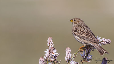 Corn Bunting - Miliaria calandra - Tarla çintesi