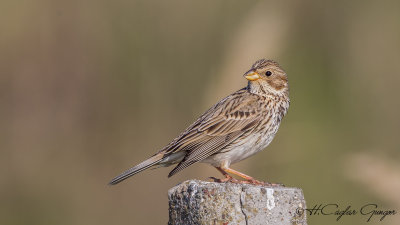 Corn Bunting - Miliaria calandra - Tarla çintesi