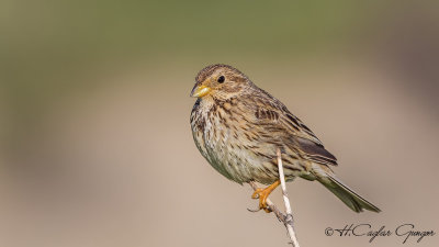 Corn Bunting - Miliaria calandra - Tarla çintesi