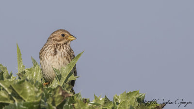 Corn Bunting - Miliaria calandra - Tarla çintesi