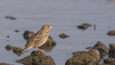 Corn Bunting - Miliaria calandra - Tarla çintesi