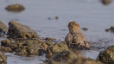 Corn Bunting - Miliaria calandra - Tarla çintesi