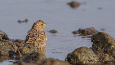 Corn Bunting - Miliaria calandra - Tarla çintesi