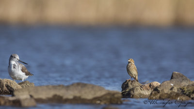 Corn Bunting - Miliaria calandra - Tarla çintesi