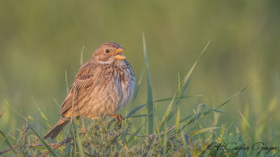 Corn Bunting - Miliaria calandra - Tarla çintesi