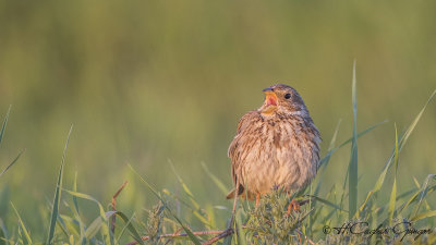 Corn Bunting - Miliaria calandra - Tarla çintesi