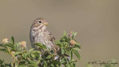 Corn Bunting - Miliaria calandra - Tarla çintesi