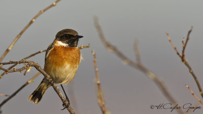 European Stonechat - Saxicola rubicola - Taşkuşu