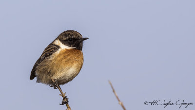 European Stonechat - Saxicola rubicola - Taşkuşu