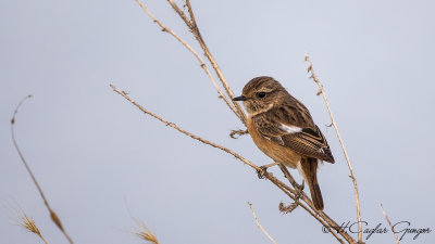 European Stonechat - Saxicola rubicola - Taşkuşu