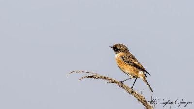 European Stonechat - Saxicola rubicola - Taşkuşu