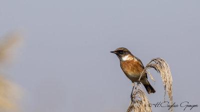 European Stonechat - Saxicola rubicola - Taşkuşu