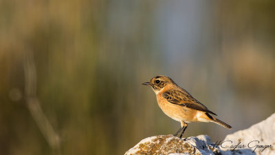 European Stonechat - Saxicola rubicola - Taşkuşu