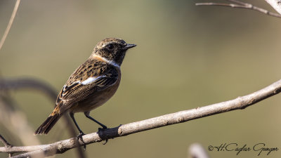 European Stonechat - Saxicola rubicola - Taşkuşu