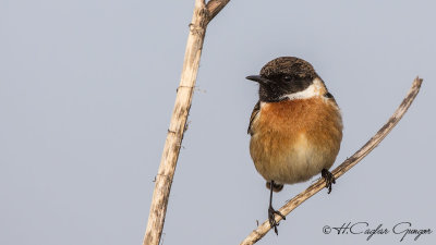 European Stonechat - Saxicola rubicola - Taşkuşu