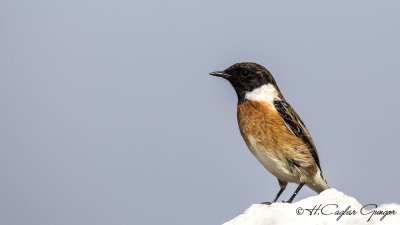 European Stonechat - Saxicola rubicola - Taşkuşu