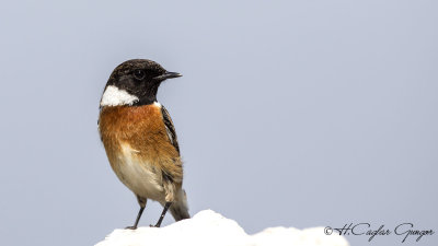 European Stonechat - Saxicola rubicola - Taşkuşu