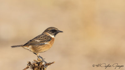 European Stonechat - Saxicola rubicola - Taşkuşu