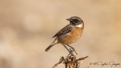 European Stonechat - Saxicola rubicola - Taşkuşu