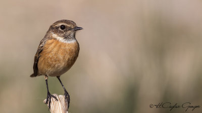 European Stonechat - Saxicola rubicola - Taşkuşu