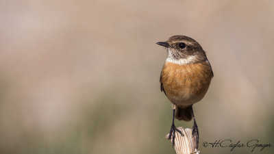 European Stonechat - Saxicola rubicola - Taşkuşu