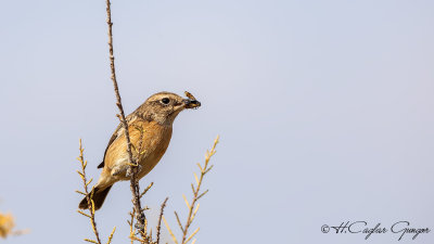 European Stonechat - Saxicola rubicola - Taşkuşu