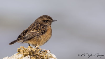 European Stonechat - Saxicola rubicola - Taşkuşu