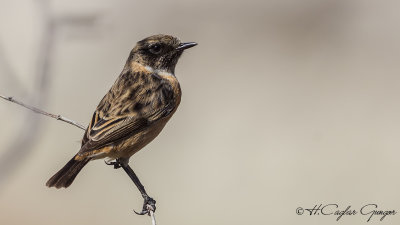 European Stonechat - Saxicola rubicola - Taşkuşu