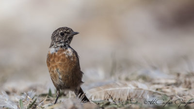 European Stonechat - Saxicola rubicola - Taşkuşu