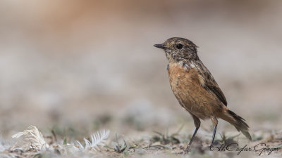 European Stonechat - Saxicola rubicola - Taşkuşu