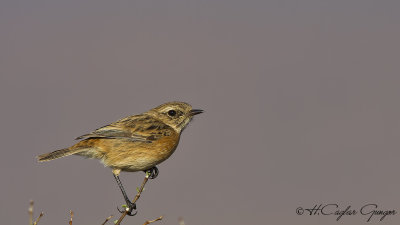 European Stonechat - Saxicola rubicola - Taşkuşu