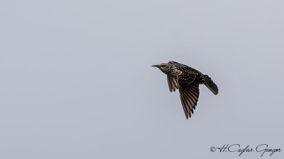 Common Starling - Sturnus vulgaris - Sığırcık