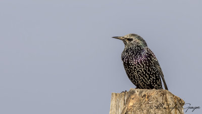 Common Starling - Sturnus vulgaris - Sığırcık