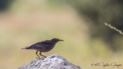 Common Starling - Sturnus vulgaris - Sığırcık
