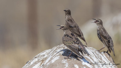 Common Starling - Sturnus vulgaris - Sığırcık