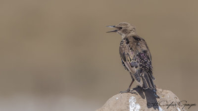 Common Starling - Sturnus vulgaris - Sığırcık