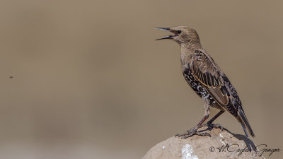 Common Starling - Sturnus vulgaris - Sığırcık