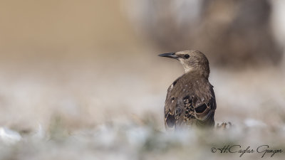 Common Starling - Sturnus vulgaris - Sığırcık