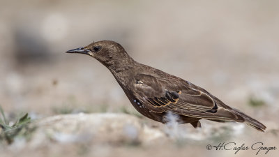 Common Starling - Sturnus vulgaris - Sığırcık